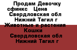 Продам Девочку сфинкс › Цена ­ 4 000 - Свердловская обл., Нижний Тагил г. Животные и растения » Кошки   . Свердловская обл.,Нижний Тагил г.